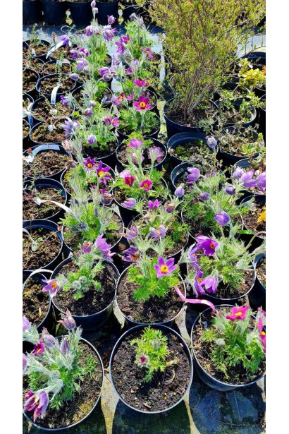 Прострел обыкновенный / Сон-трава - 3л/вис.20-25см/Ø20-30см